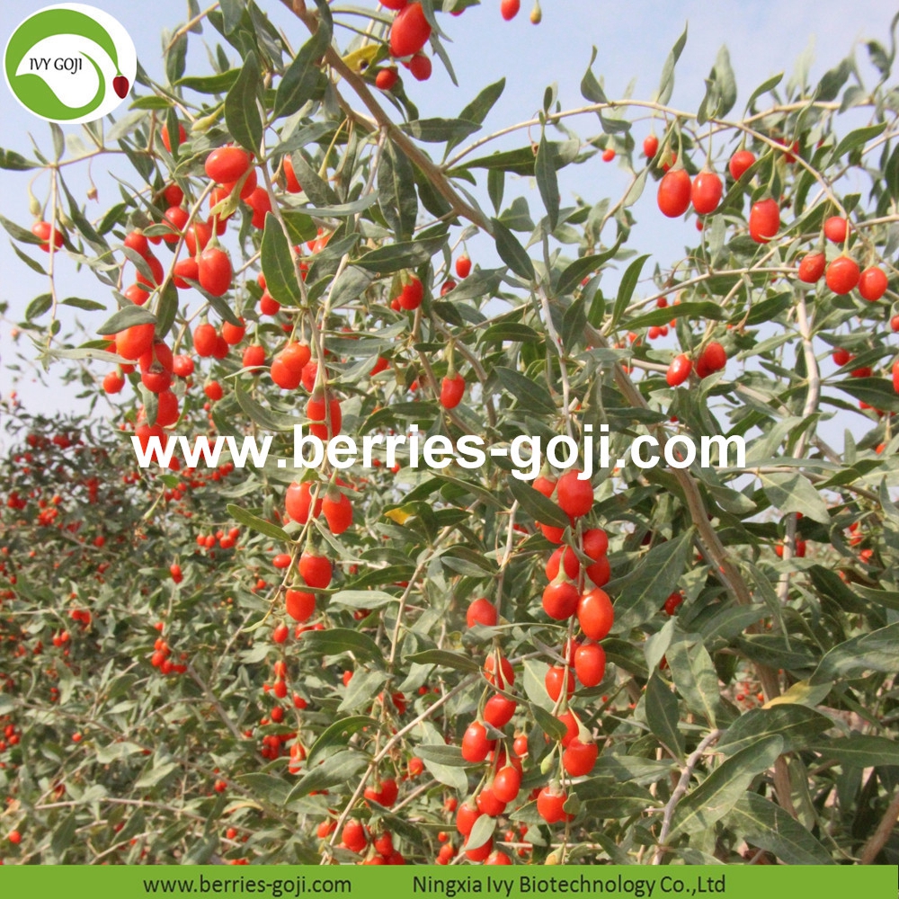 goji berry