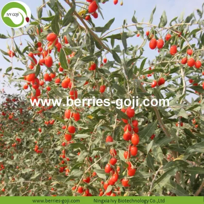 Factory Supply Variety Pack Fruit Products Goji Berry