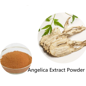 Buy online ingredients Angelica Extract Powder