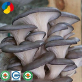 Cogumelos de ostra cultivados frescos
