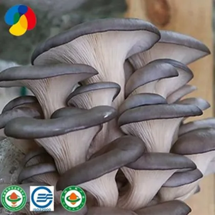 Farm organic fruitwood grey oyster mushroom spawn