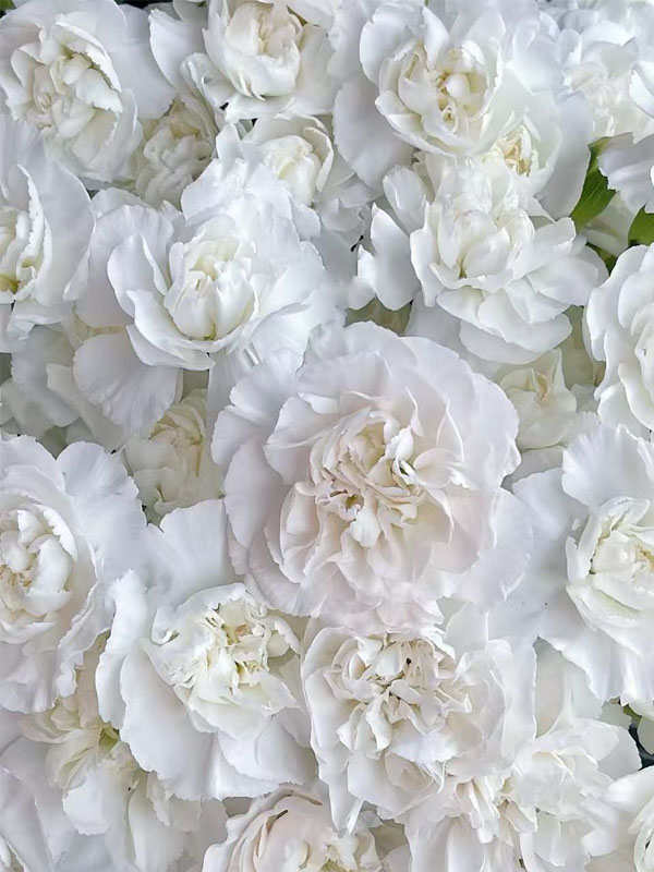Pink Jasmine spary carnation4