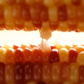 Świeża kukurydza na kolbie