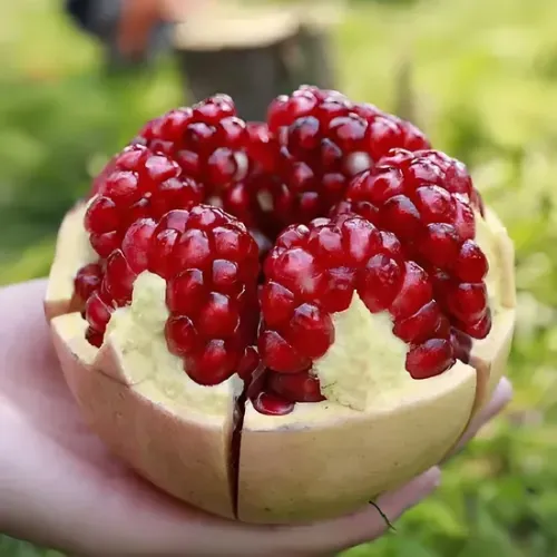 Sariwang Pulang Pomegranate na may Pinakamataas na Lasang