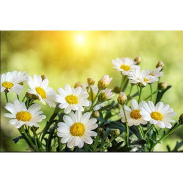 Undiluted Chamomile Hydrosol OEM Wholesale Bulk