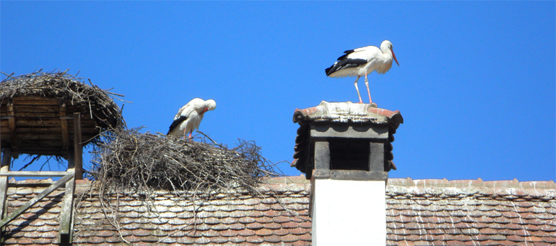 seabird nest on roof