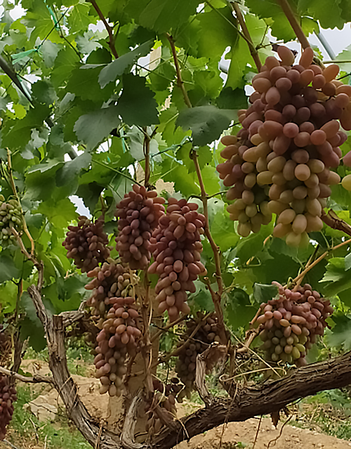 Hongxia Fairy Grape