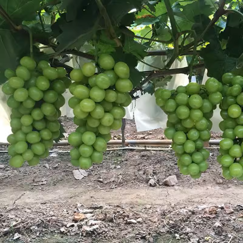 Shine Muscat grape