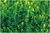 This monofilament type artificial grass is widely installed in soccer field
