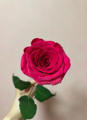 Floyd Rose Single-Headed Roses for Floral Arrangements