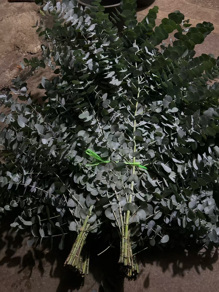 Eucalyptus cinerea