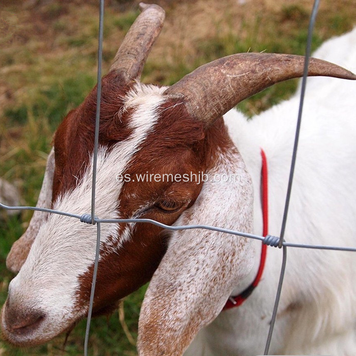 Alambre tejido cercado-galvanizado red de Kraal