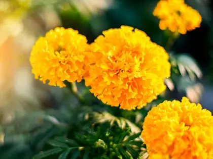 Marigold extract powder for skin