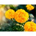 Marigold Flower Extract Lutein 5% 10% 20% Powder