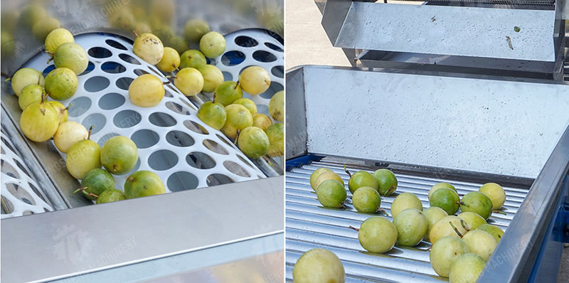 apple sorter machine