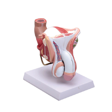 Anatomical Model of Male Internal and External Genitalia: A Comprehensive Guide