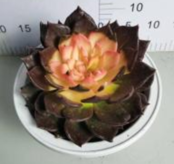 Echeveria living plant in stock