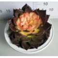 good quality Echeveria living plants