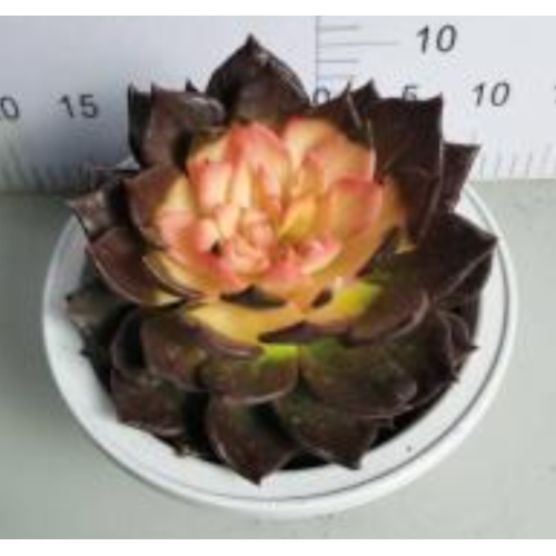 Echeveria living plant in stock