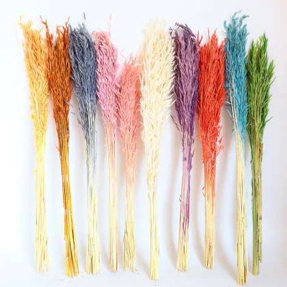2024 Popular Eco-friendly Dried Oats Flowers for DIY Projects