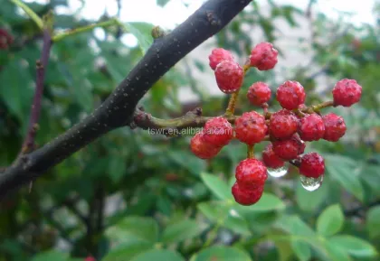 Chinese prickly ash/sichuan pepper