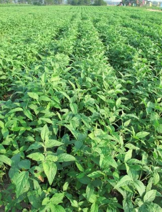 Steward E C Insecticide