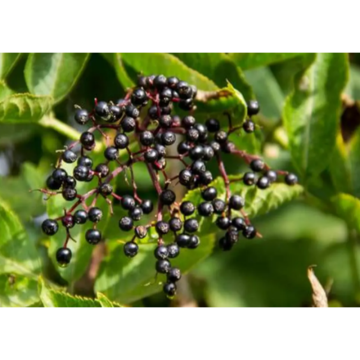 Sambucus Williamsii Hance Fruit Extract Anthocyanin Plant Extract Elderberry Extract