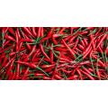 Huile de piment naturelle 100% biologique pure pour Minceur