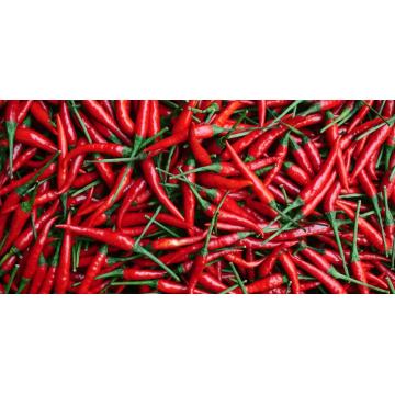 Óleo natural orgânico puro de Chilli de 100% para o emagrecimento