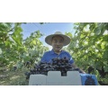 Uvas pretas sem sementes em formato de dedo
