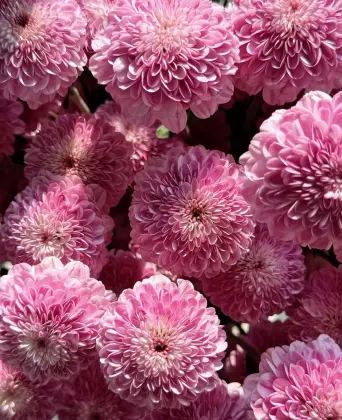 Fan Yan spray chrysanthemum
