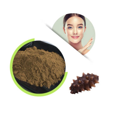 Wholesale Sea Cucumber Powder