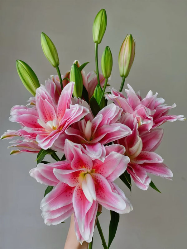 Mars love spray lily2