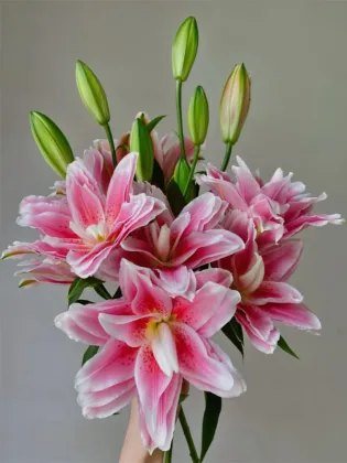 Mars love Double Petal lily