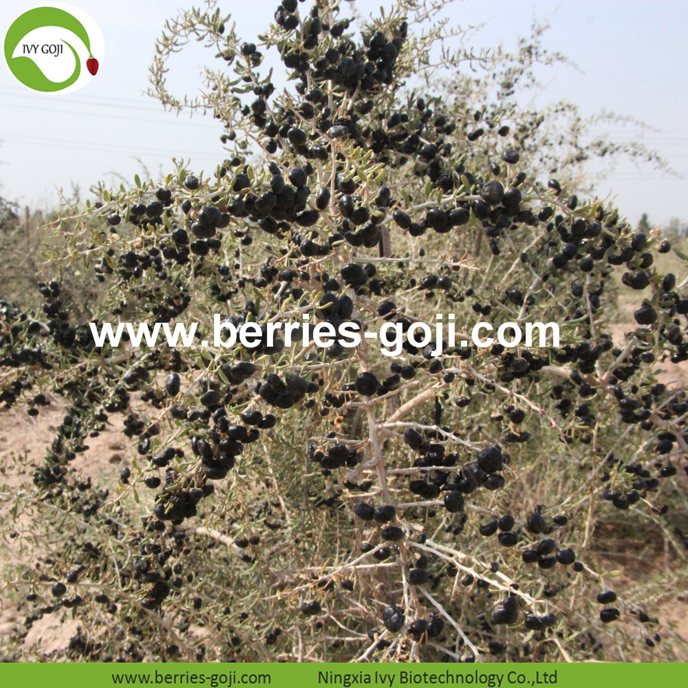 Black Goji Berry