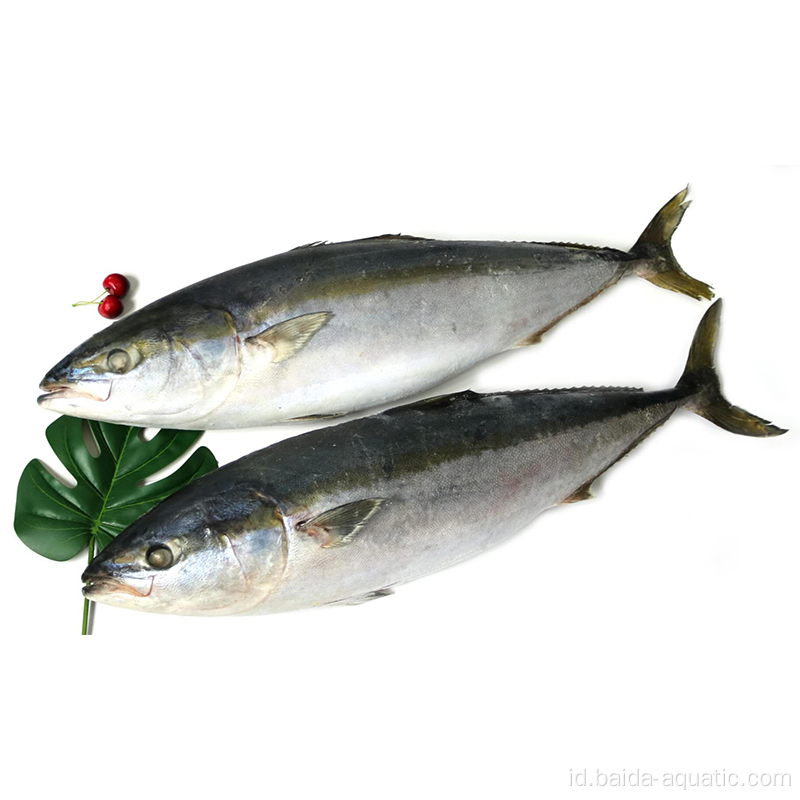 Frozen Yellowtail - Data Perdagangan Impor AS