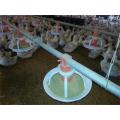 Poultry pan feeding(Broiler tray feeding)