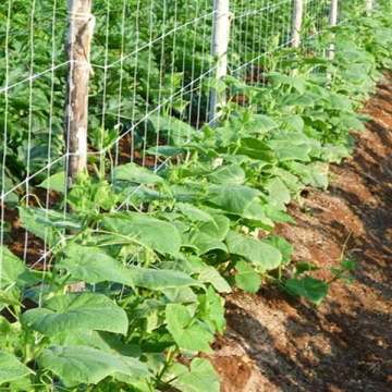 Malha de suporte de planta de escalada para vegetais