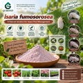 مسحوق الميكروبات Isaria fumosorosea لإدارة الآفات البيولوجية