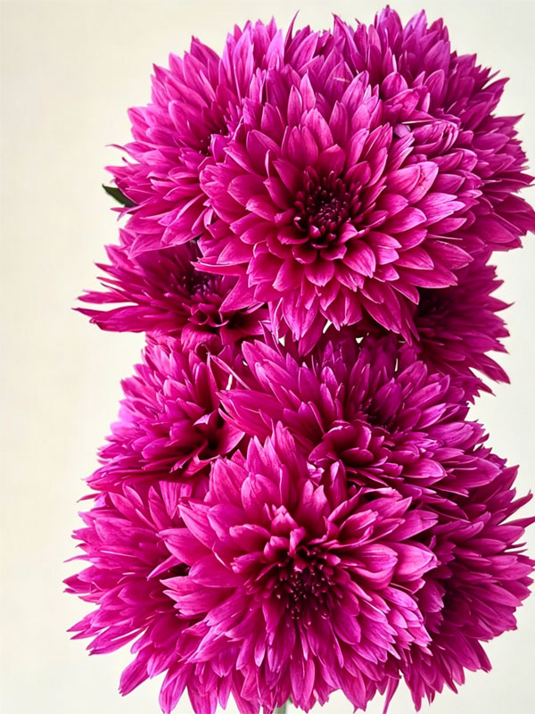 Purple dan te spray chrysanthemum3