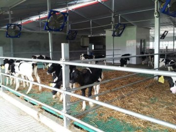 Pavimentazione a doghe in plastica per animali