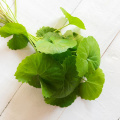 Centella asiatica Extract 90％Asiaticoside gotu Kola抽出物