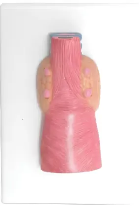 The parathyroid model