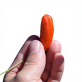 500G Çöl Organik Lycium Plus Goji Meyveleri