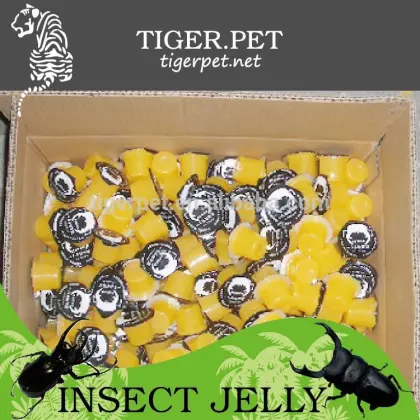 OEM and ODM wholesale pineapple flavor pudding jelly