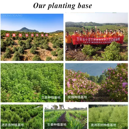 Magnolia Officinalis P.E. Magnolia Bark Extract Cortex Magnolia officinalis Extract