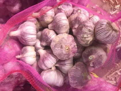 Fresh Vegetable Fresh Garlic