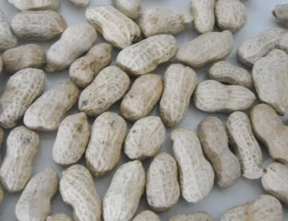 220v / 50hz ≥99.5% Color Selection High End Ccd Color Sorter Machine