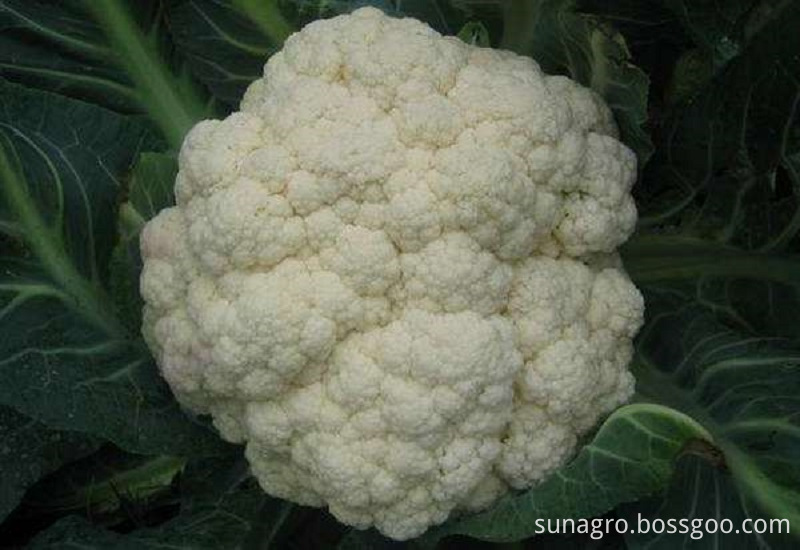 High-Quality Cauliflower Vegetables