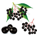 Black Elderberry Extract 5% 15% Anthocyanins